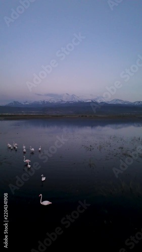 Aerial View of Flamingo Flock on Lake with Snow Capped Mountains at Twilight
