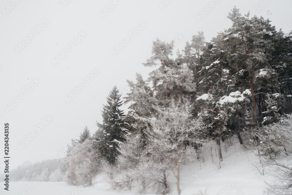 Obraz premium Winter forest landscape with white snow covering trees