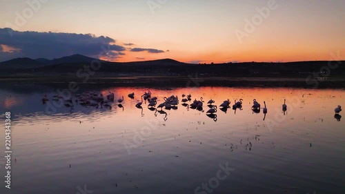 Wide Drone Shot of Flamingo Flock Scattering on Lake at Orange Sunset