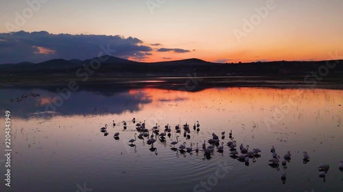 Wide Drone Shot of Flamingo Flock Scattering on Lake at Orange Sunset