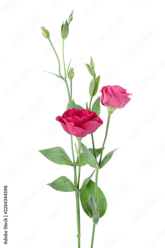 Fototapeta premium Beautiful pink eustoma flowers isolated on white