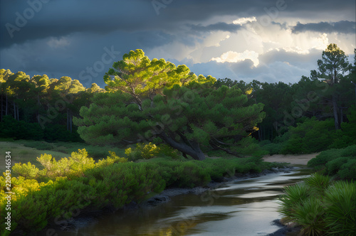 Dense pine grove beneath stormy clouds