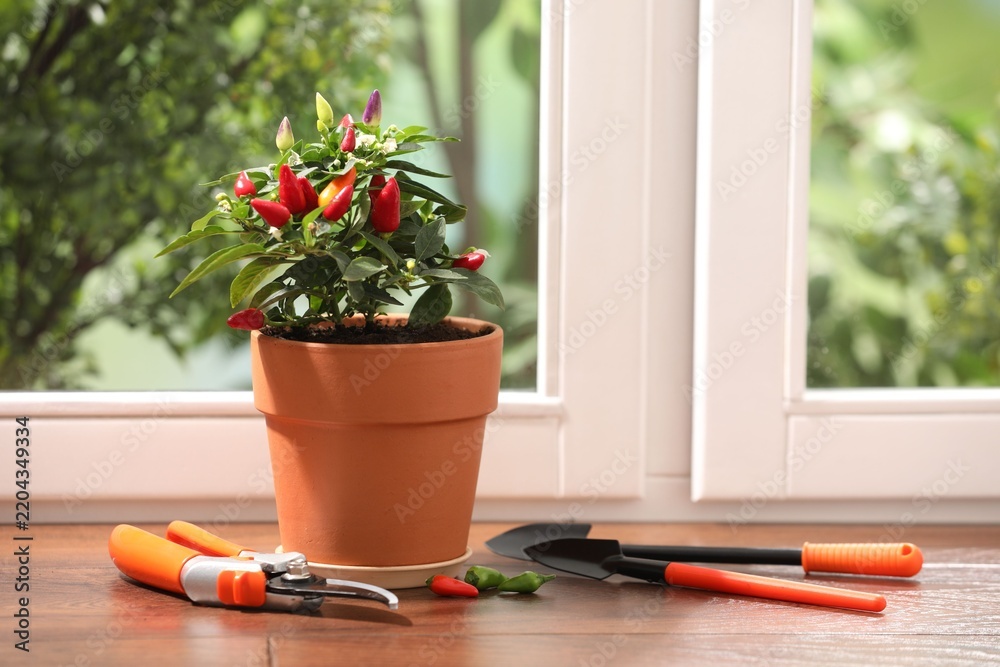 Obraz premium Potted chili pepper plant with ripening peppers and gardening tools on wooden table near window indoors. Space for text