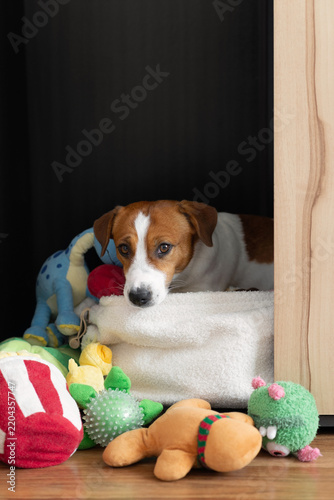 Jack Russell Terrier dog relaxing comfortably in a toy basket surrounded by colorful plush and chew toys at home