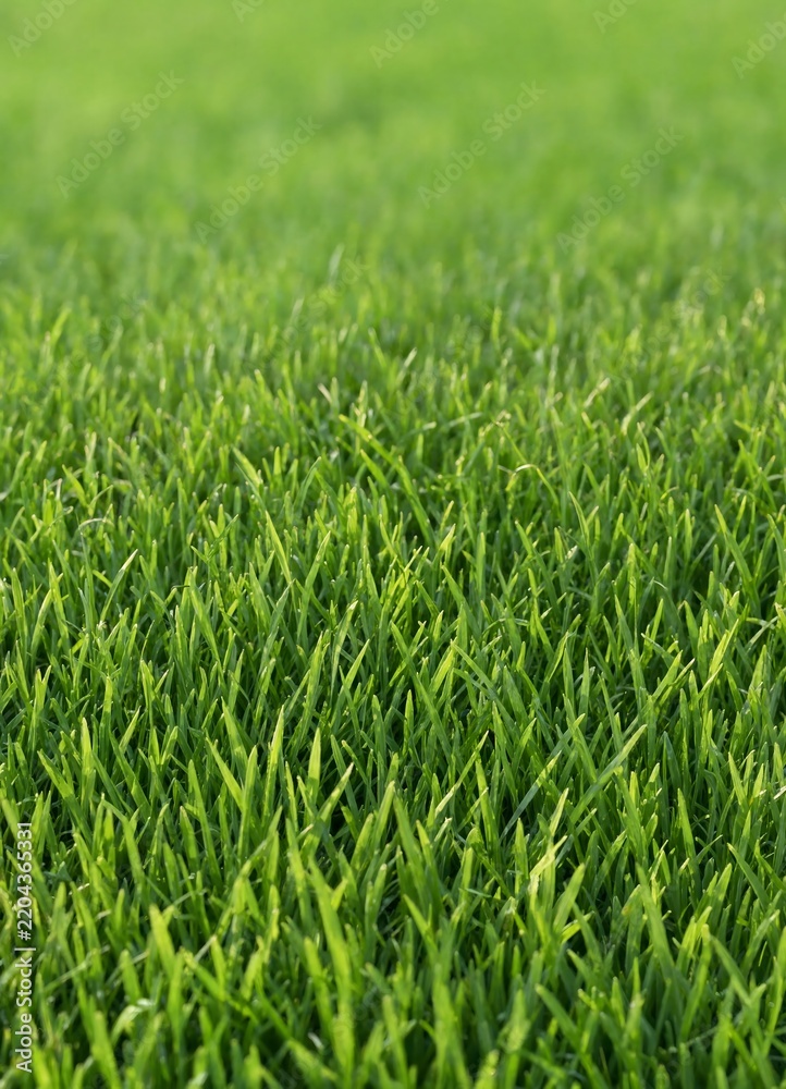 Obraz premium Bright and fresh background of young green lawn grass with a beautiful bokeh blur effect in the background.
