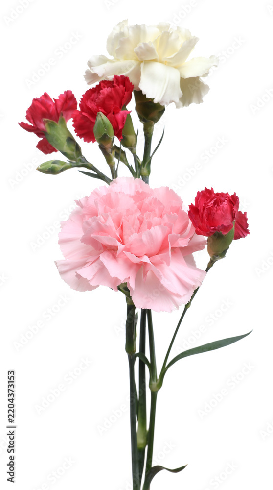 Fototapeta premium Beautiful blooming carnation flowers isolated on white