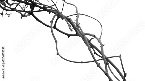 Thorny vine branches png tangled vines png dry branches png thorn branches png transparent background image