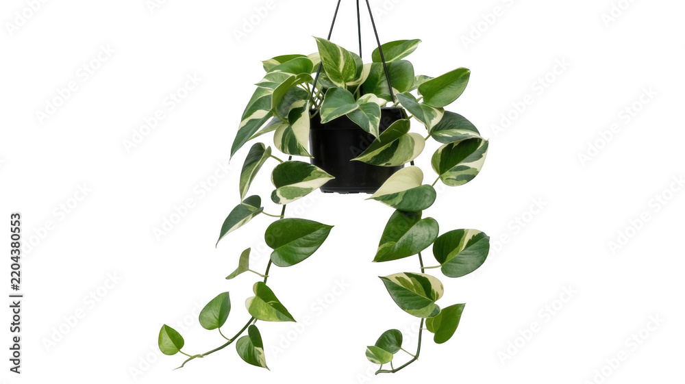 Obraz premium Green pothos plant png hanging planter png indoor climbing plant png leafy houseplant png home decor png transparent background image