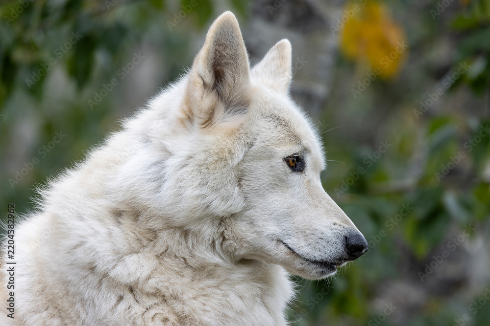 Fototapeta premium close up side profile of gray wolf canis lupus face with detailed ears nose eye