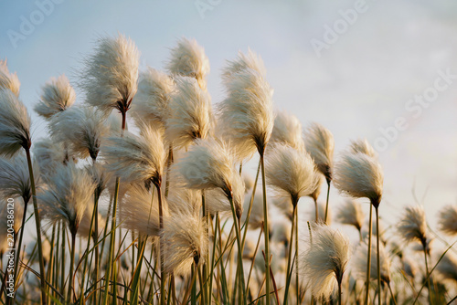 Soft white heads of cotton grass glow in low evening sun above a wetland meadow