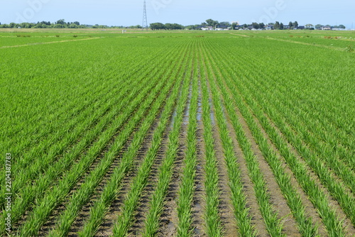 Fototapeta 田植え１ヶ月後の水田