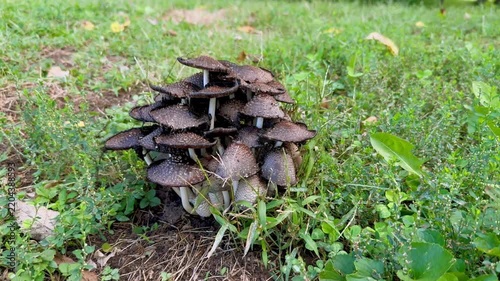 Dense cluster scaly inkcap mushrooms Coprinopsis species emerging from suburban lawn soil during fall in the American Midwest - Kansas Wild Mushrooms