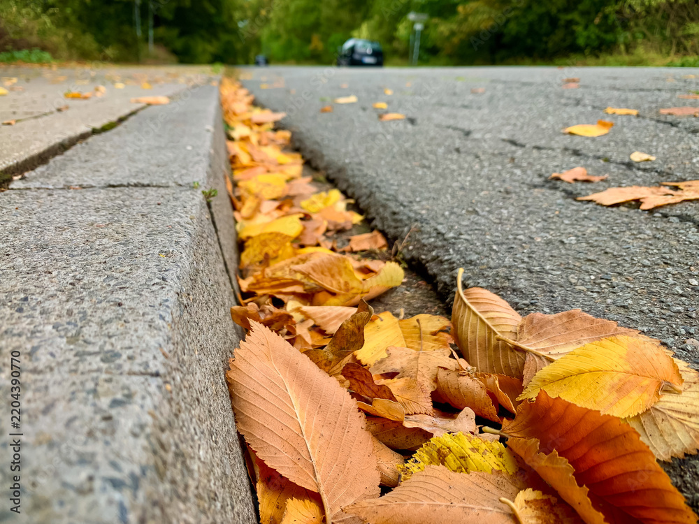 Fototapeta premium Dry yellow and orange autumn leaves gathered in a gutter along stone curb on asphalt road surface. Ground level perspective with blurred background for seasonal nature content