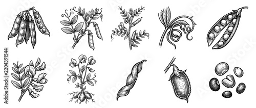 Legume Botanical Illustration Set featuring Hand-Drawn Pea Pods Chickpea Plants and Lentil Seeds in Engraving Style