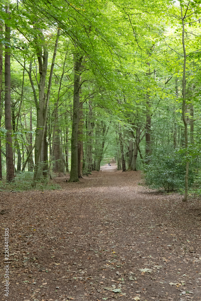 Fototapeta premium Lush green canopy lines a quiet forest path