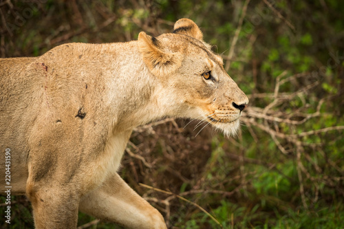 A female lion, or lioness, walks through the rain in the forest near the Skukuza Rest Camp.  Kruger National Park, South Africa.