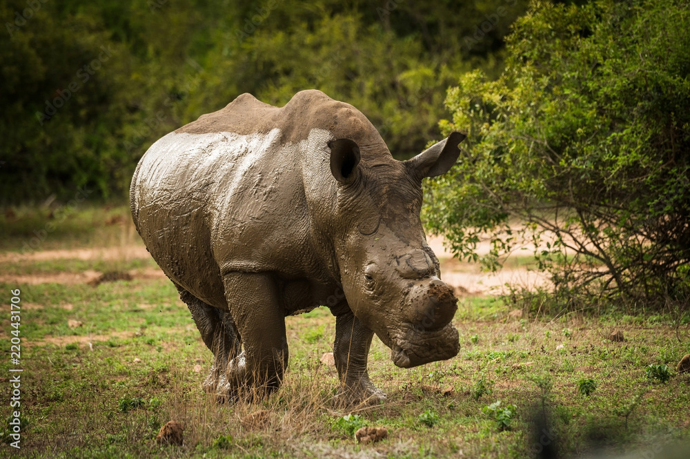 Fototapeta premium A mud covered Rhinoceros with sawed off horns. Near the Skukuza Rest Camp. Kruger National Park, South Africa.