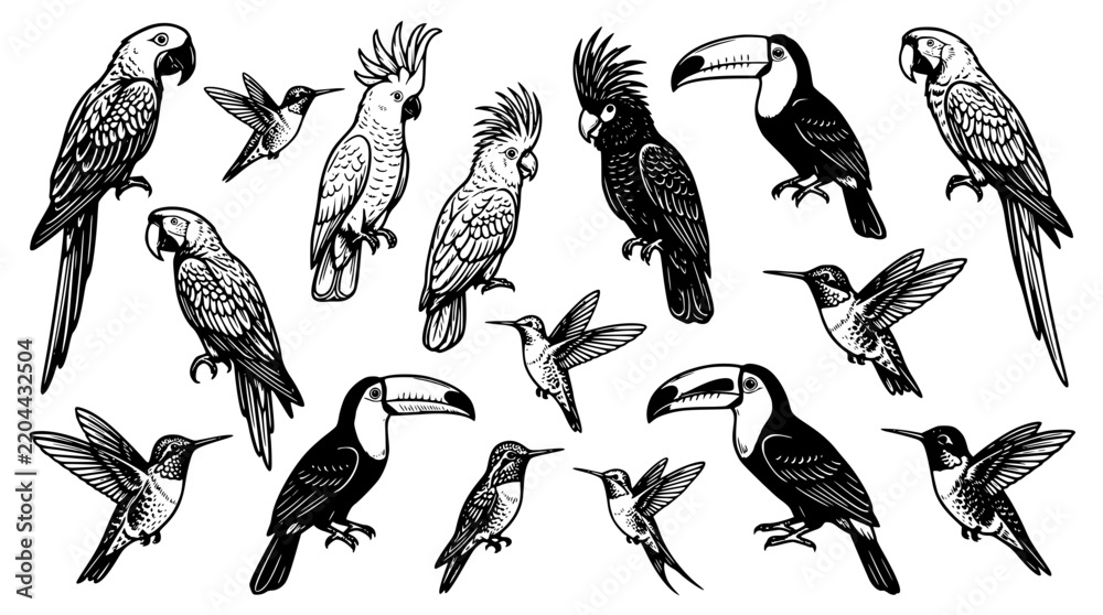 Obraz premium Detailed vector illustration set featuring various exotic birds and hummingbirds