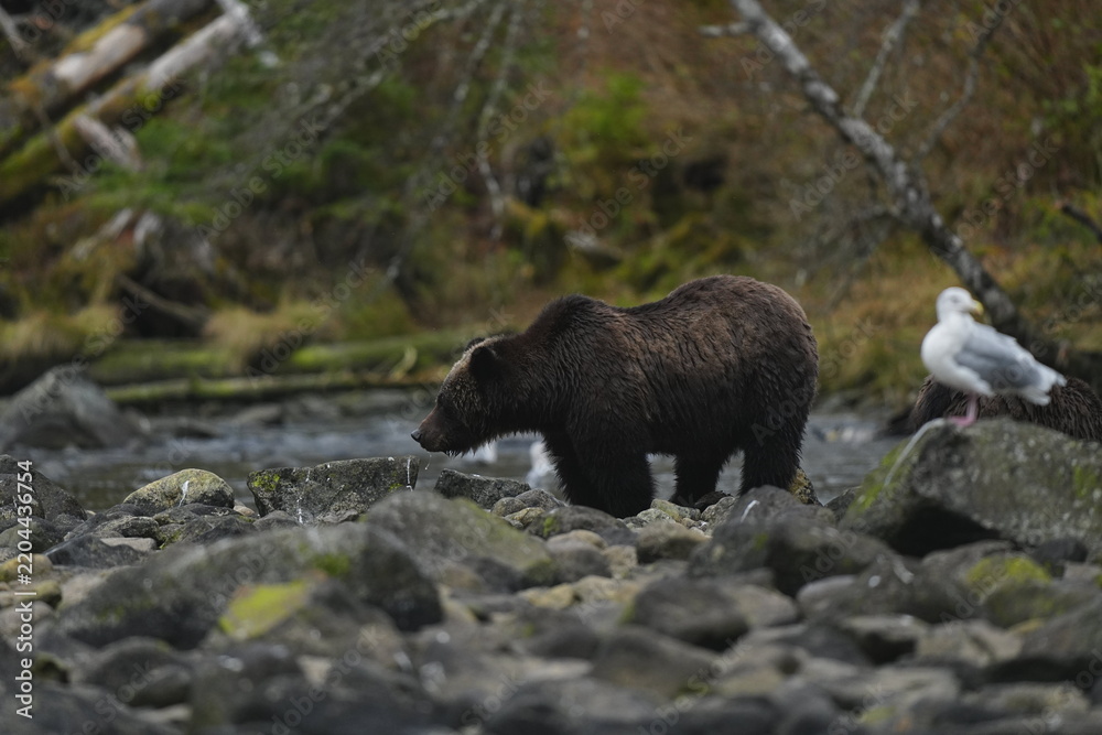 Obraz premium Brown bear walking through a shallow forest stream