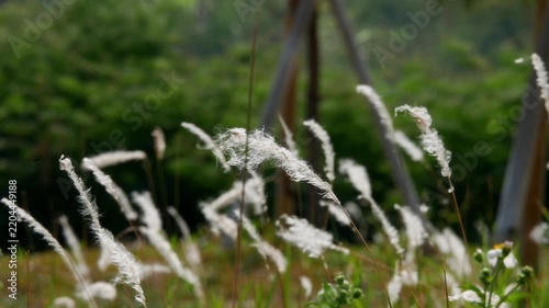 White Cogon Grass Flowers Swaying Gently in the Wind