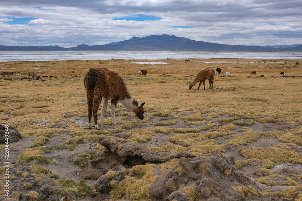 Fototapeta premium Arequipa, Peru - September 9, 2026: Llamas at the Salinas Lagoon in the Salinas and Aguada Blanca National Reserve in Arequipa, Peru.