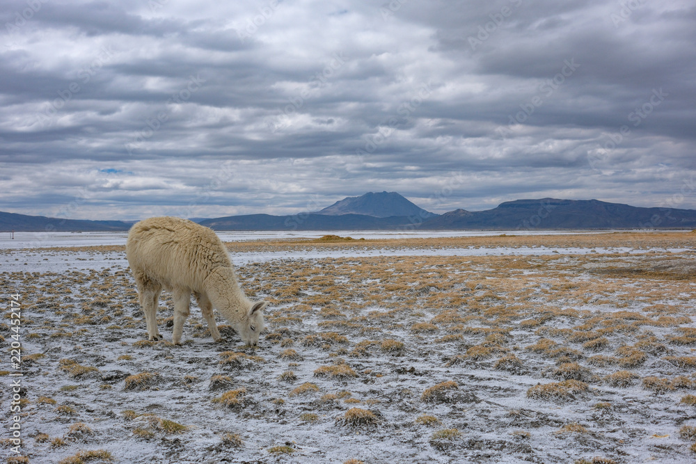 Fototapeta premium Arequipa, Peru - September 9, 2026: Llamas at the Salinas Lagoon in the Salinas and Aguada Blanca National Reserve in Arequipa, Peru.