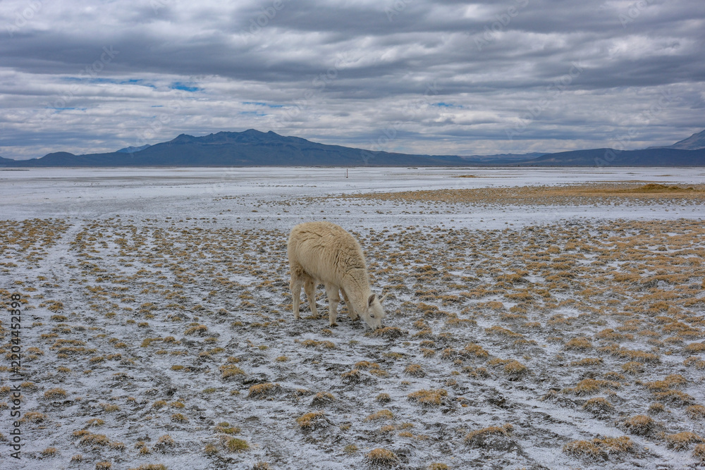 Obraz premium Arequipa, Peru - September 9, 2026: Llamas at the Salinas Lagoon in the Salinas and Aguada Blanca National Reserve in Arequipa, Peru.