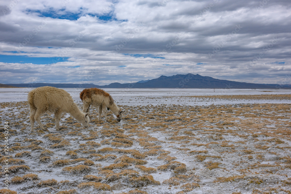 Fototapeta premium Arequipa, Peru - September 9, 2026: Llamas at the Salinas Lagoon in the Salinas and Aguada Blanca National Reserve in Arequipa, Peru.