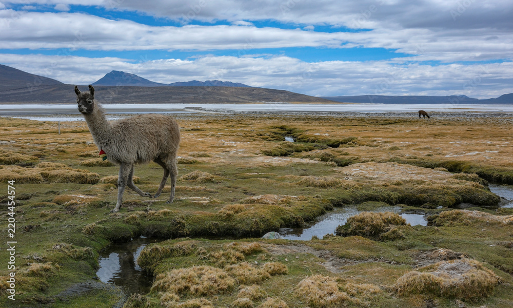 Obraz premium Arequipa, Peru - September 9, 2026: Llamas at the Salinas Lagoon in the Salinas and Aguada Blanca National Reserve in Arequipa, Peru.
