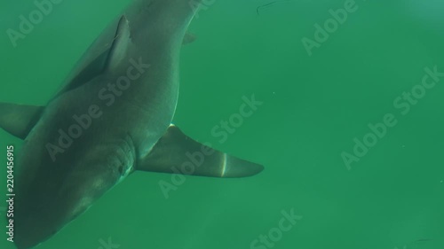Aerial shark swimming near surface in blue ocean water