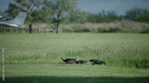 squirrel in grassy field