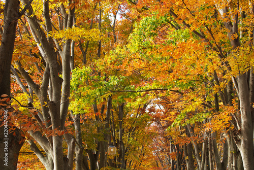 欅の紅葉　秋イメージ