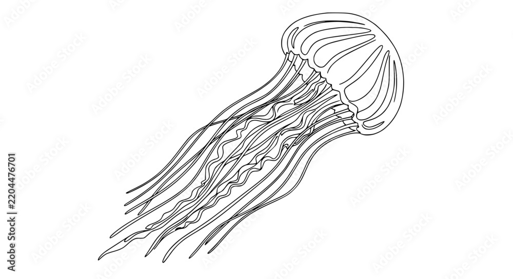 Fototapeta premium Jellyfish Outline Drawing, Isolated Transparent Background
