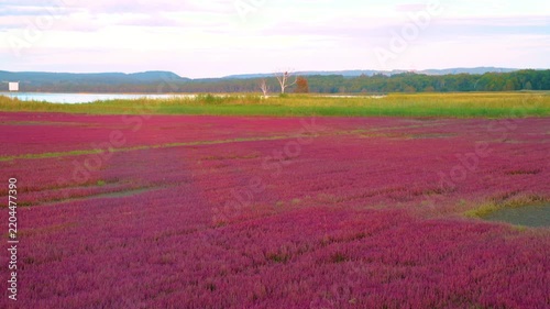 Crimson coral moss fields at Lake Notoro in autumn, Uhara-nai Hokkaido, camera pans slowly across the landscape
