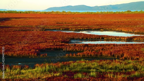 Crimson coral moss fields at Lake Notoro in autumn, Uhara-nai Hokkaido, camera pans slowly across the landscape
