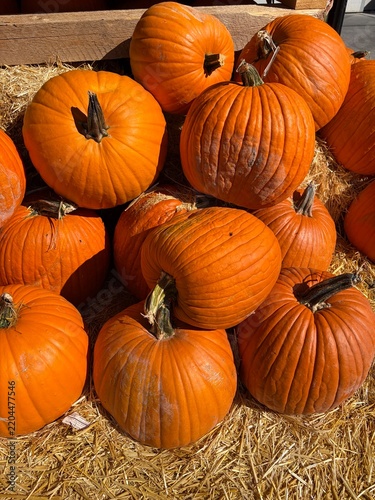 pumpkins stacked in a pile, orange and beautiful in the autumn sun