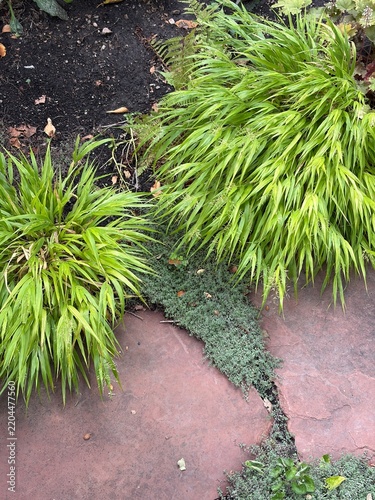 Japanese Forest Grass and creeping thyme with red sandstone stepping stones in a xeriscape garden, close up