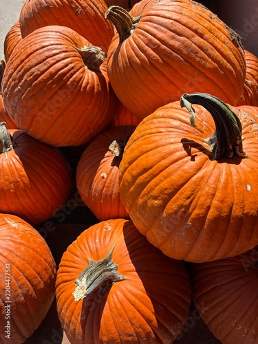 beautiful orange pumpkins stacked together in the autumn sunlight, halloween decorations, winter squash