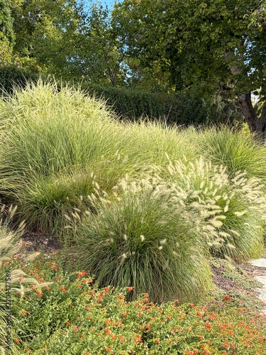 beautiful xeriscape garden with drought tolerant ornamental grasses, pennisetum and miscanthus