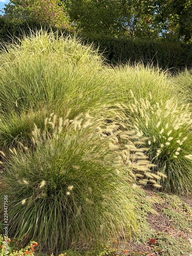 beautiful green ornamental grasses in a xeriscape garden landscape, pennisetum and miscanthus