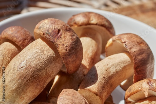 Cuadro en lienzo Porcini mushrooms, fresh, whole, and raw, in a white bowl.