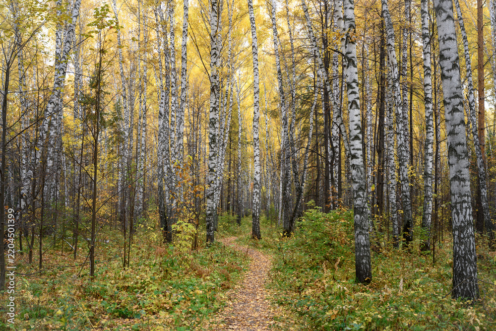 Fototapeta premium A path in the birch forest in autumn