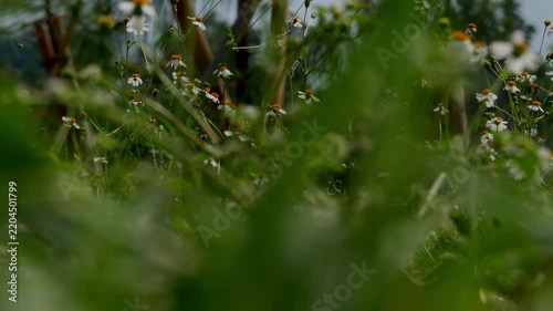 Small White Wildflowers Swaying Gently in the Wind
