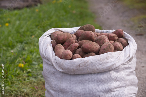 Fresh Raw Potatoes in Large White Sack Standing Outdoors in Rural Garden Environment