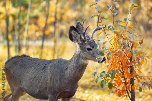 Buck Mule deer with antlers is in the backyard in yellow and red fall foliage eating branches of young fruit tree.