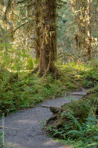 Mossy Forest of Pacific Northwest, Washington