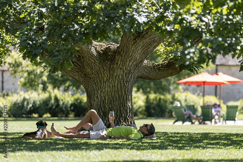 Man relaxing under a large shady tree on green grass with his dog during a warm summer day in park