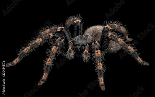 Hairy Black Tarantula Spider with Eight Legs Isolated on a Dark Background