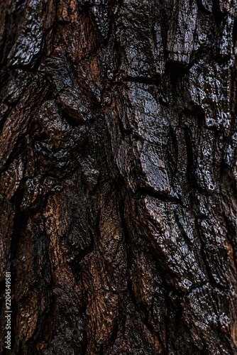 Dark Brown Deeply Textured Tree Bark with Scaly Plate Pattern, Close-up Nature Background