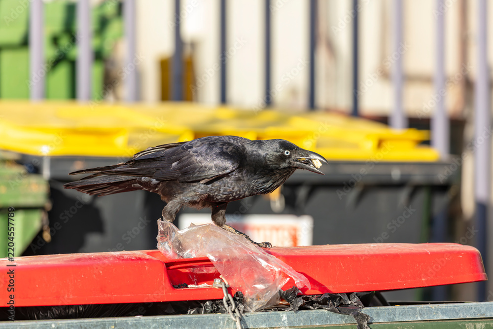 Obraz premium Photograph of an Australian Raven black bird eating while standing on the lid of a large rubbish bin in a carpark in the Western Sydney town of Penrith in New South Wales, Australia